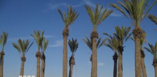 סקירת מגמות נדל"ן: דימונה | בשיתוף עם YZER מערכת הבינה העסקית